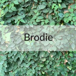 Northside Clinic - Brodie