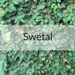 Northside Clinic - Swetal